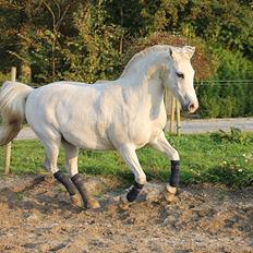 Anden særlig race Timian