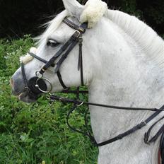 Anden særlig race Timian