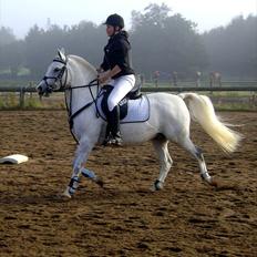 Anden særlig race Timian