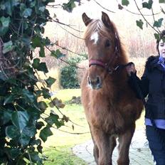 Anden særlig race Wisdoms Ameera ''SOLGT*