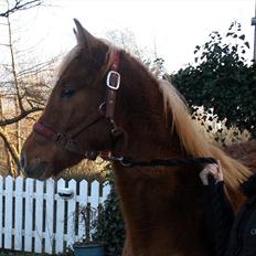 Anden særlig race Wisdoms Ameera ''SOLGT*