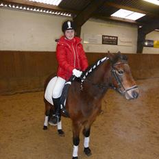 Welsh Pony (sec B) Skovbjergs Zenea