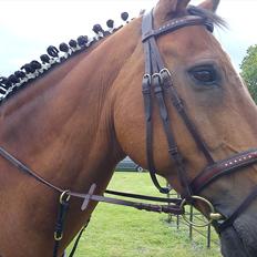 Dansk Varmblod Robin