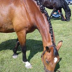 Dansk Varmblod Robin