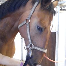 Dansk Varmblod Robin