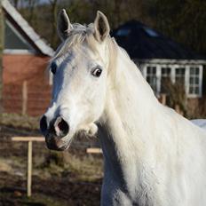 Arabisk fuldblod (OX) Fertilla