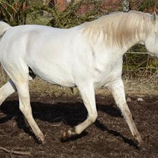 Arabisk fuldblod (OX) Fertilla