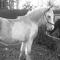 Irish Cob Crossbreed Ryttergaarden's Jiya (tidl. Tøsen)