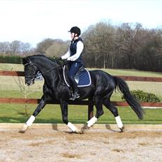 Dansk Varmblod Gørklintgårds Schufro Boy