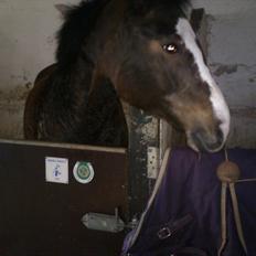 Anden særlig race Chance {Himmelhest}