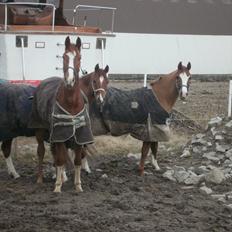 Anden særlig race FoxTrot