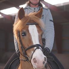 Tysk Sportspony Penny Lane