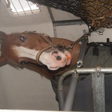 Tysk Sportspony Penny Lane