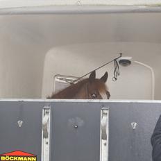 Tysk Sportspony Penny Lane