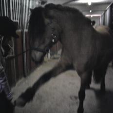 Anden særlig race Bailey spring-ponyen!!<3