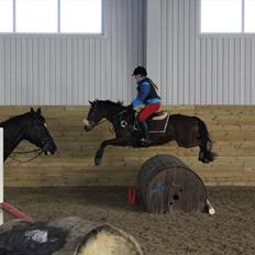 Norsk Sportspony Electric Crescendo (Cresco)[tidl. lånepony]