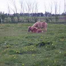 Anden særlig race Pretty One