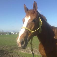 Dansk Varmblod Quick Lady BZ