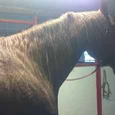 Dansk Varmblod Quick Lady BZ