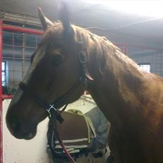 Dansk Varmblod Quick Lady BZ