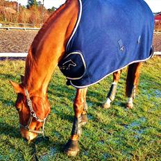 Dansk Varmblod Hjælmsbjergs Pocharma