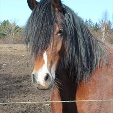 Welsh Cob (sec D) Valhallas Zambuca