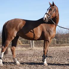 Dansk Varmblod Quadrifóglio