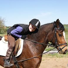 Welsh Pony (sec B) Bjerregårds Mekado