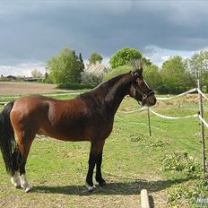 Welsh Pony (sec B) Bjerregårds Mekado