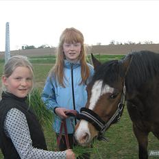 Welsh Pony (sec B) Bjerregårds Mekado