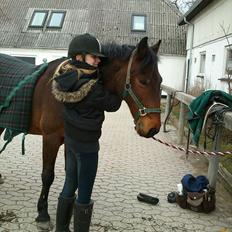 Hollandsk Sportspony Tin tin