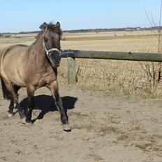 Konik Polski | Konik