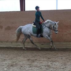 Anden særlig race Stella 