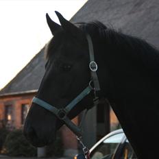 Dansk Varmblod Clarissa