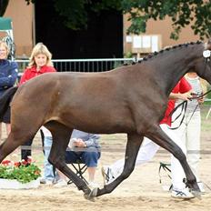 Dansk Varmblod Clarissa