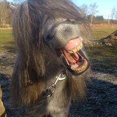 Welsh Mountain (sec A) Prins Valentin (Lille Gut)