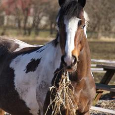 Pinto Sheroc Højgård