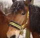 Anden særlig race Mozart *R.I.P* D.20/9-12