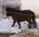 Shetlænder Fejø´s Fiona *RIP. D 22/4-12 *