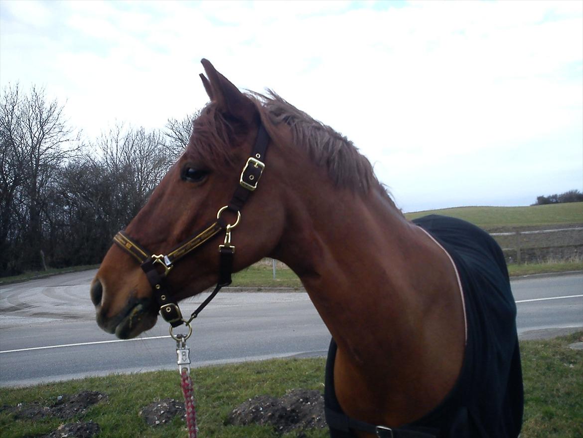 Irsk Sportspony Fairytale <3 billede 1