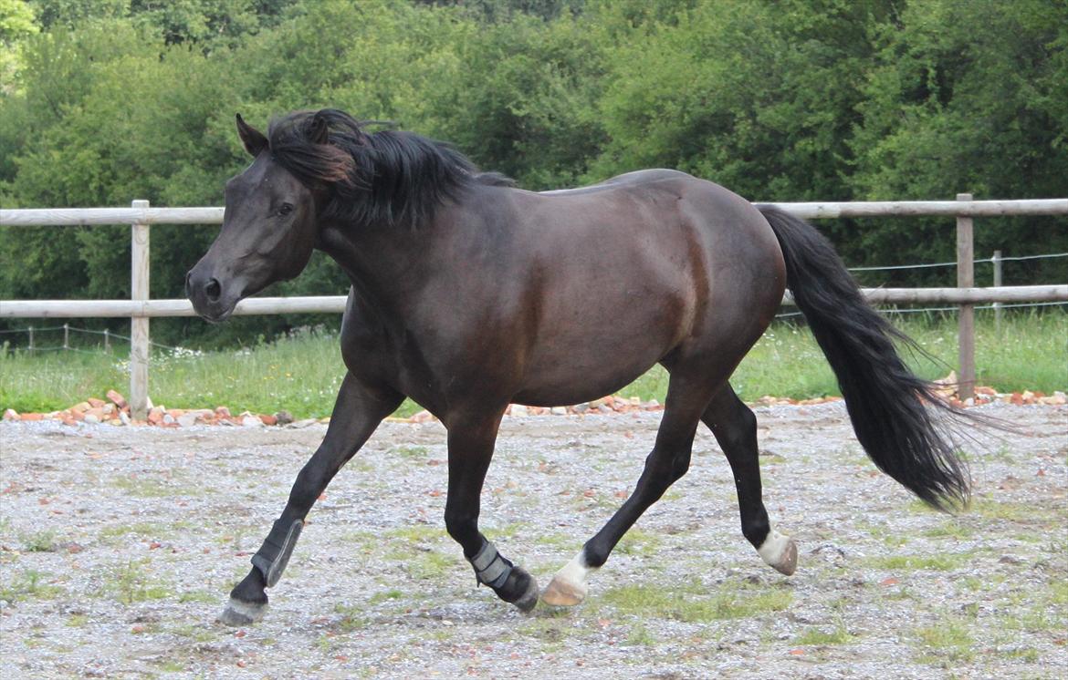 New Forest Svennebjergs Skyward billede 6