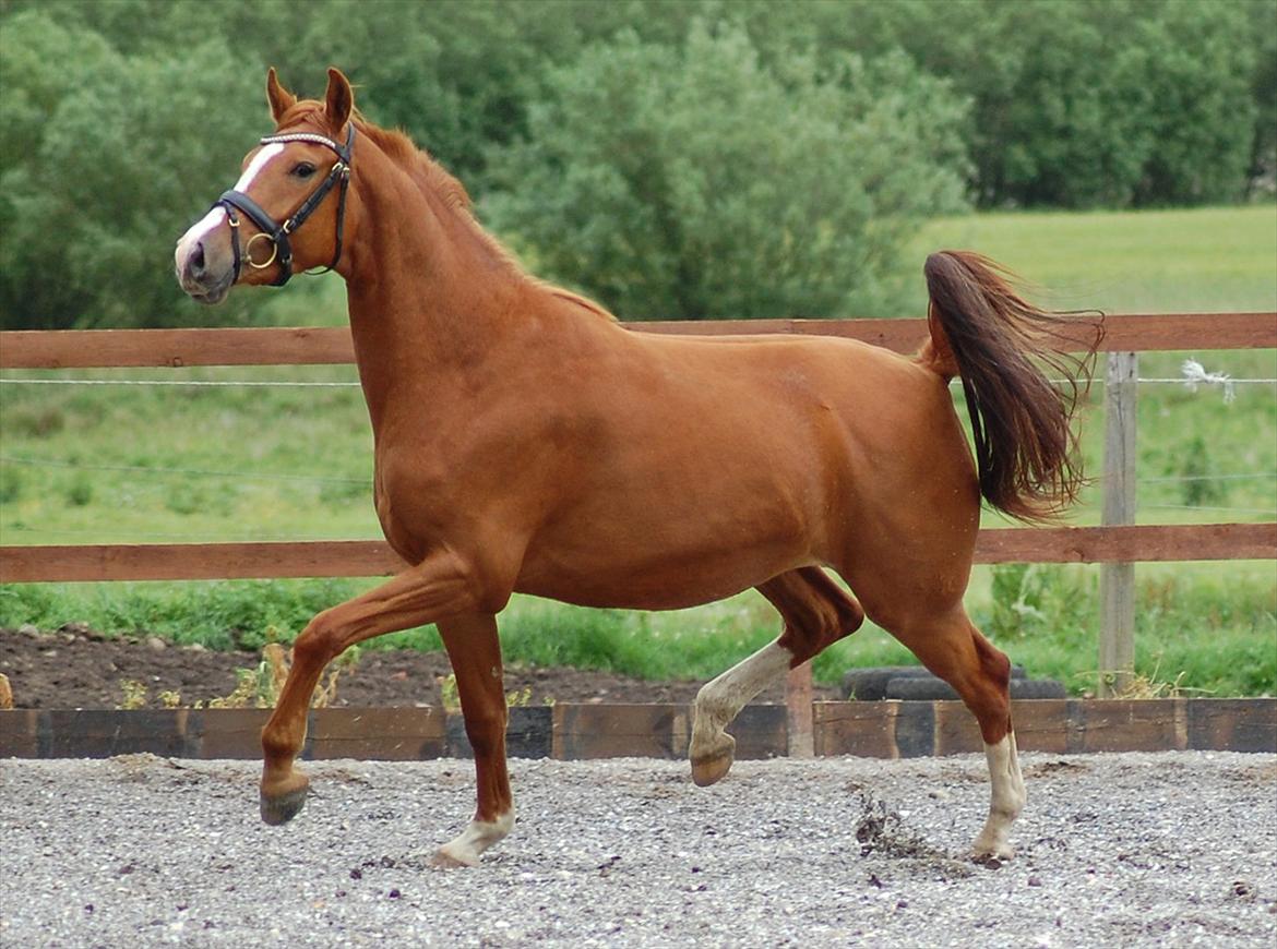 Dansk Varmblod Tanholms Hennes - (billede fra forrige ejer) billede 19