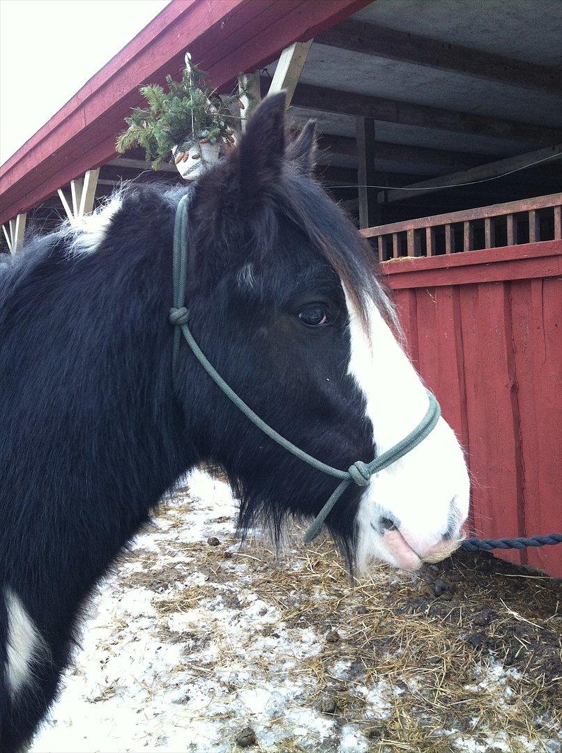 Irish Cob Schakesspeer billede 10