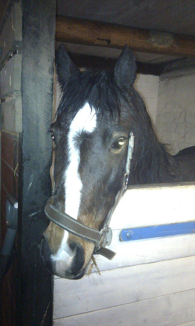 Anden særlig race Pluto - 18/2-12
Plutten i boksen - første gang jeg så ham ;) billede 2