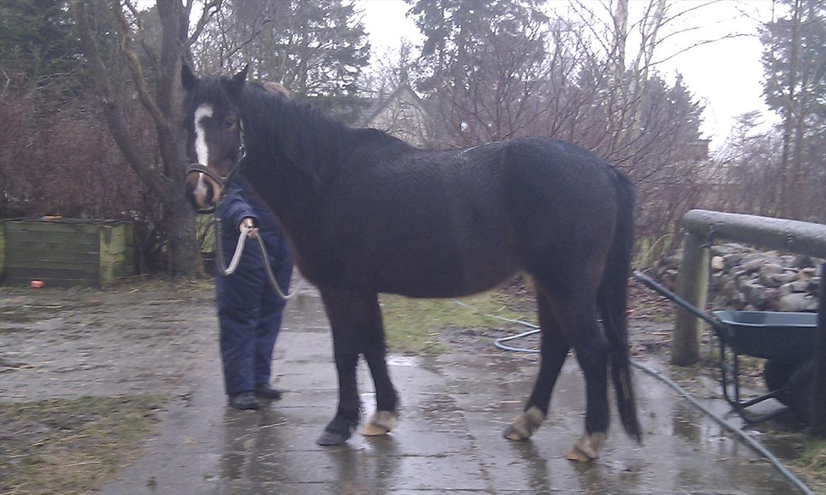 Anden særlig race Pluto - 18/2-12
Undskylder for billedkvalitet, men blev taget i regnvejr :P billede 3