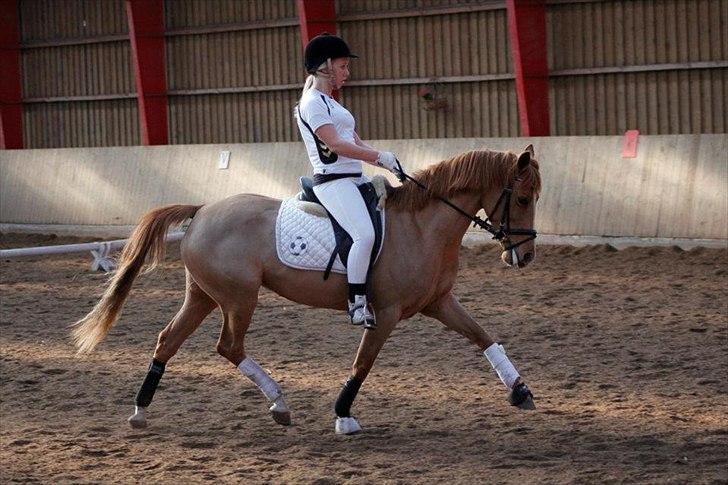 DSP Lindveds Musca - SRKS fastelavnsstævne 2012, LA3 til 68,5% og en 2. plads :-) seje pony! billede 8