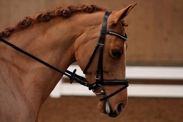 DSP Lindveds Musca - Smukke Musca, til C-stævne i hedensted <3 billede 16