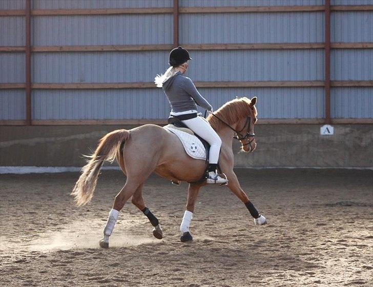 DSP Lindveds Musca - SRKS fastelavnsstævne 2012 :-) søde pony <3 billede 17