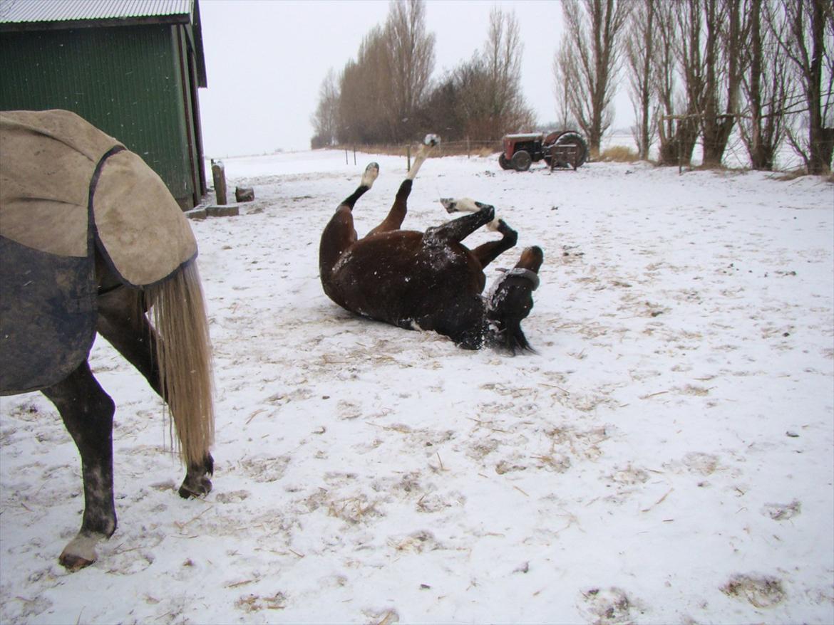 Anden særlig race Jackie´s figther (Flicka) billede 5