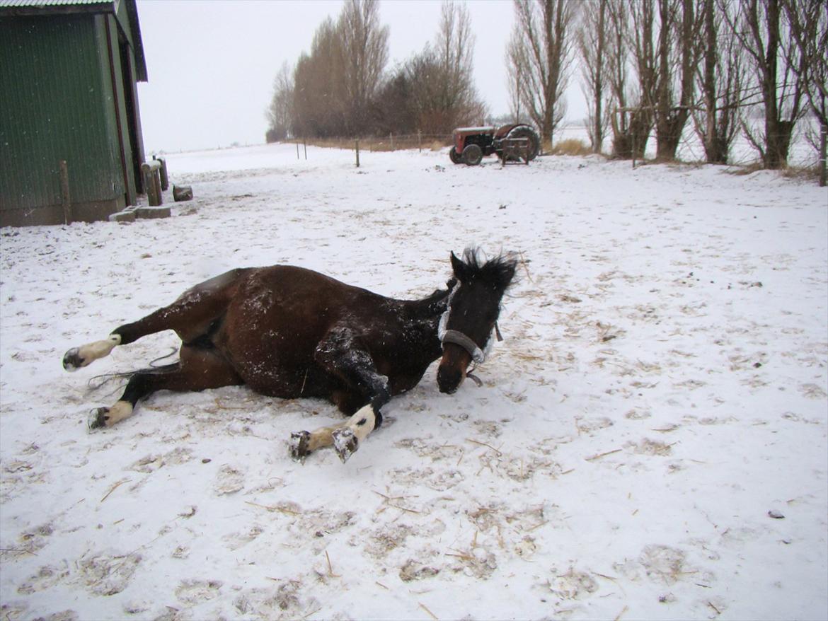 Anden særlig race Jackie´s figther (Flicka) billede 6